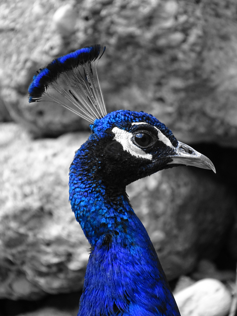 Blauer Pfau