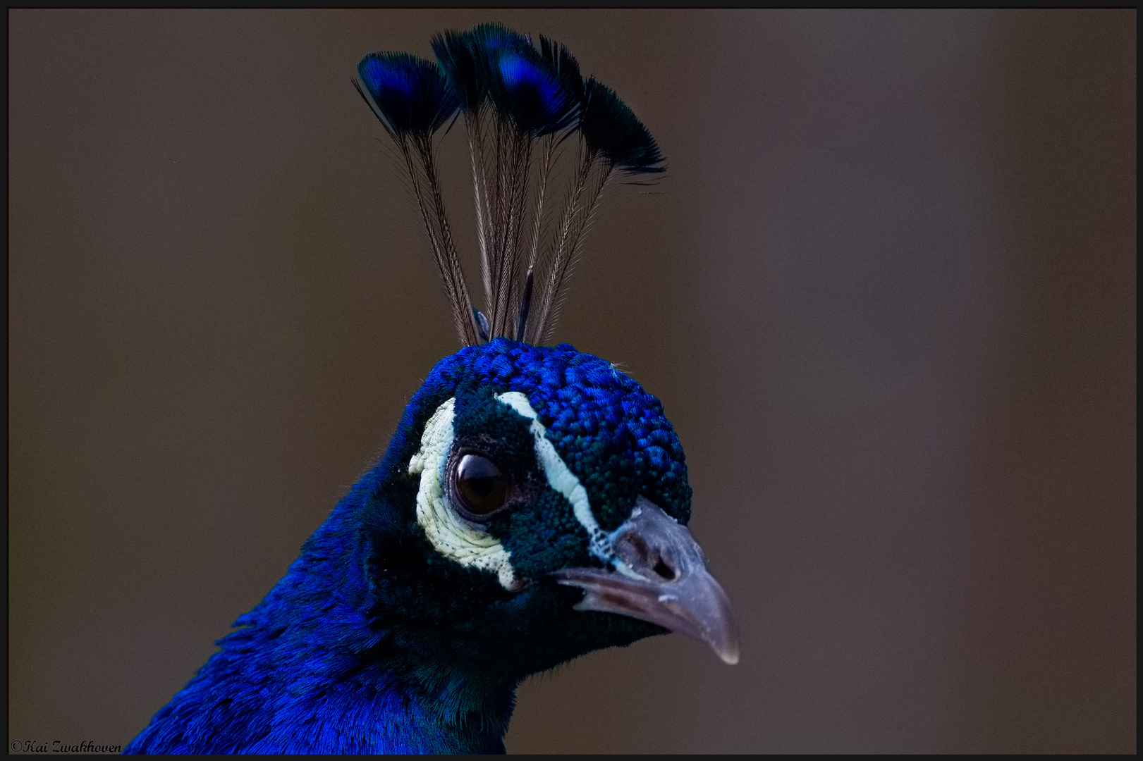 Blauer Pfau Foto & Bild | tiere, zoo, wildpark & falknerei, vögel Bilder auf fotocommunity