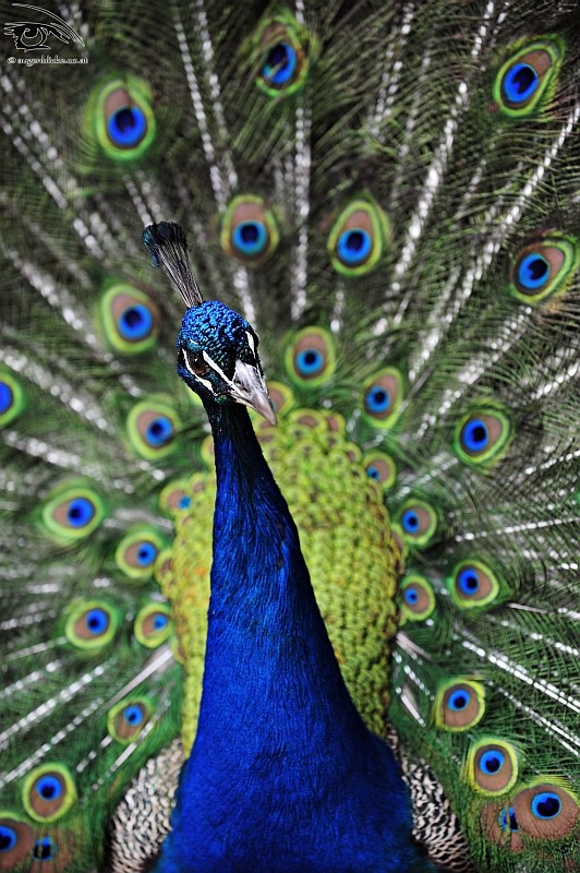 Blauer Pfau