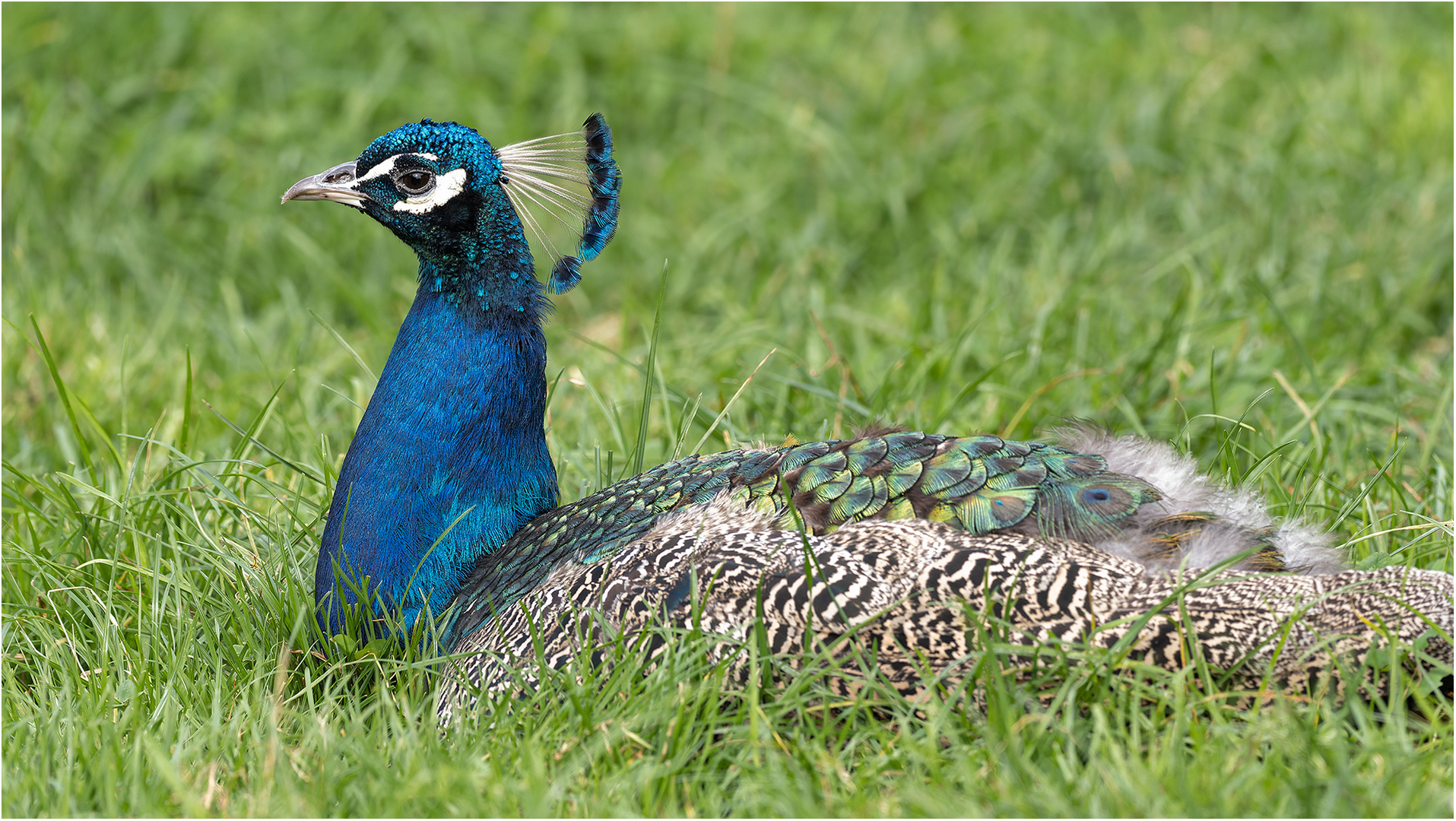 Blauer Pfau