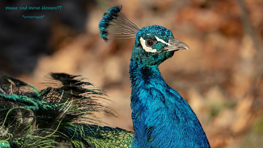 BLAUER PFAU