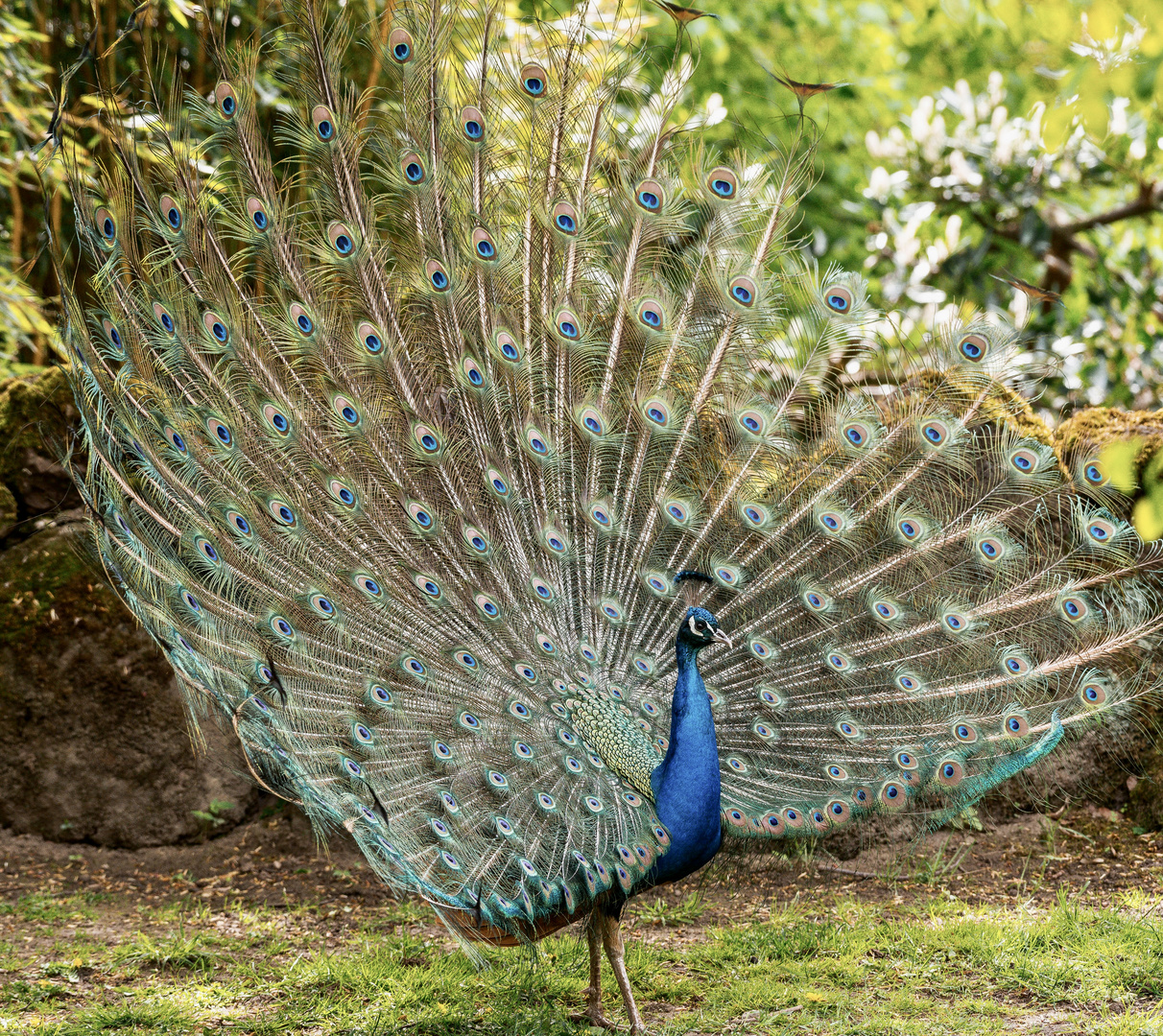 Blauer Pfau