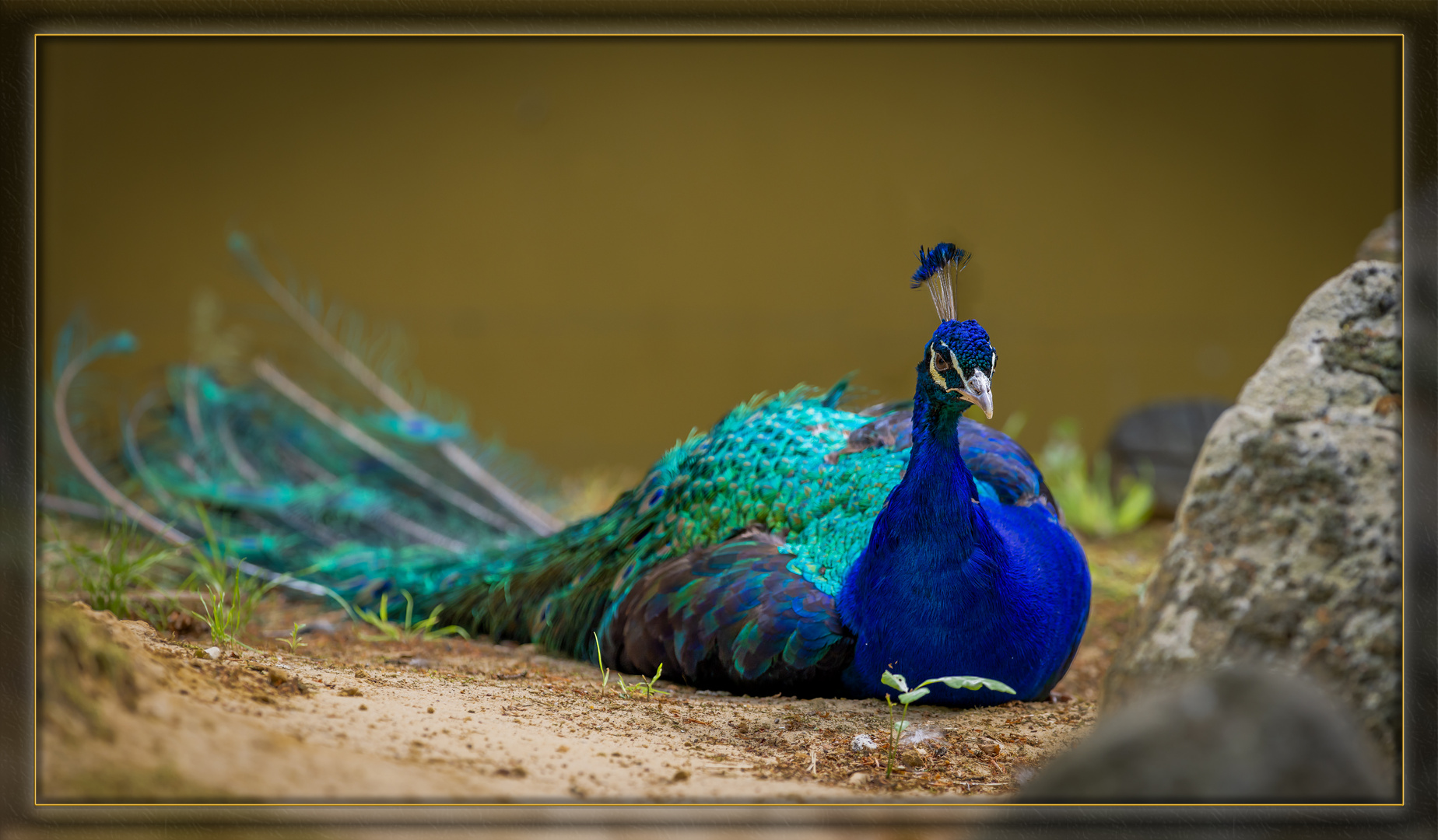 Blauer Pfau