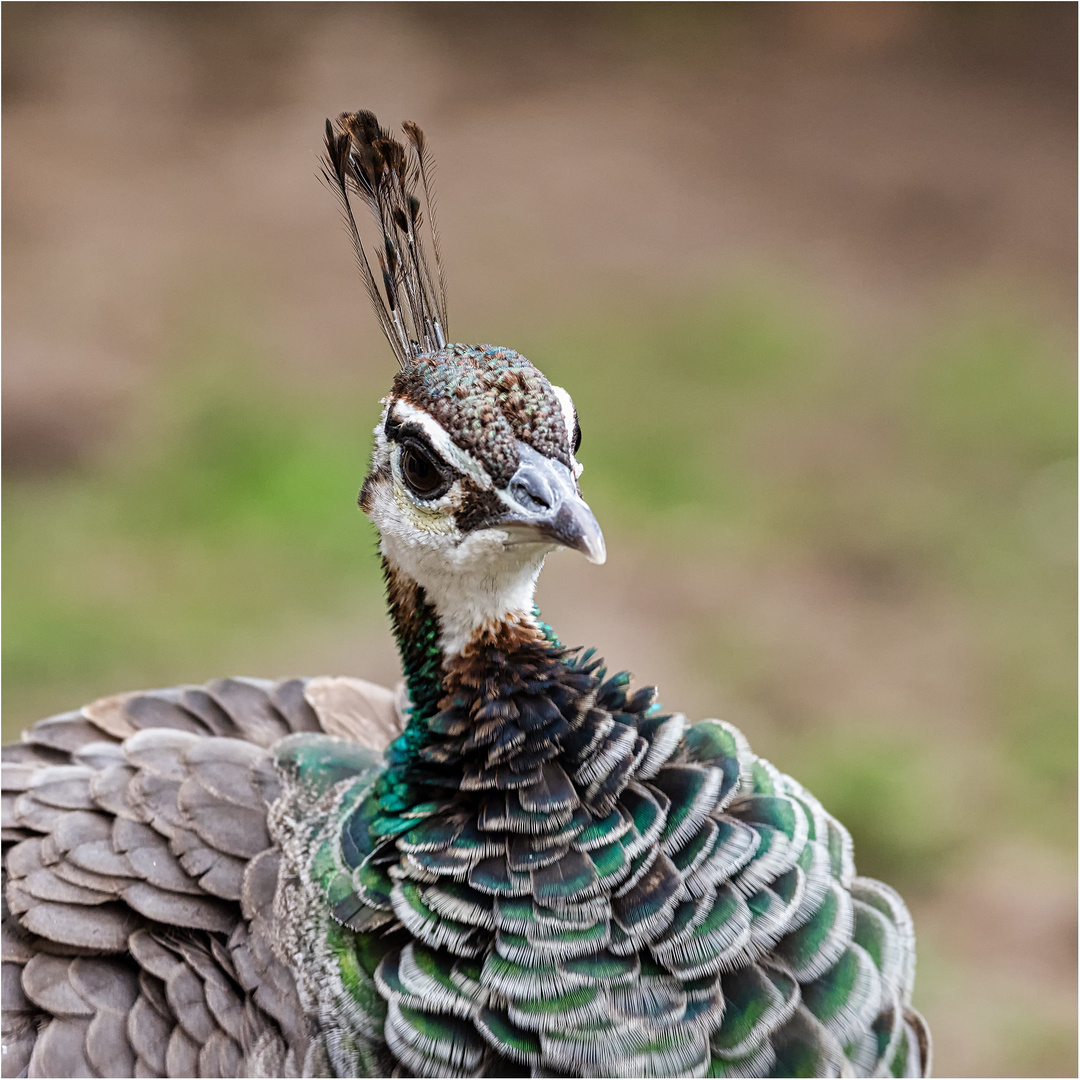 Blauer Pfau 