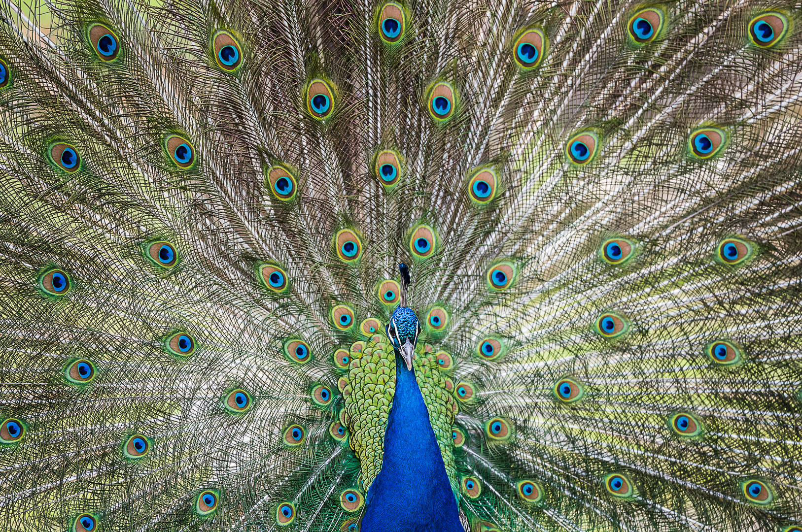 Blauer Pfau, Hahn