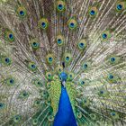 Blauer Pfau, Hahn