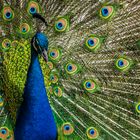 Blauer Pfau, Hahn (Pavo cristatus)