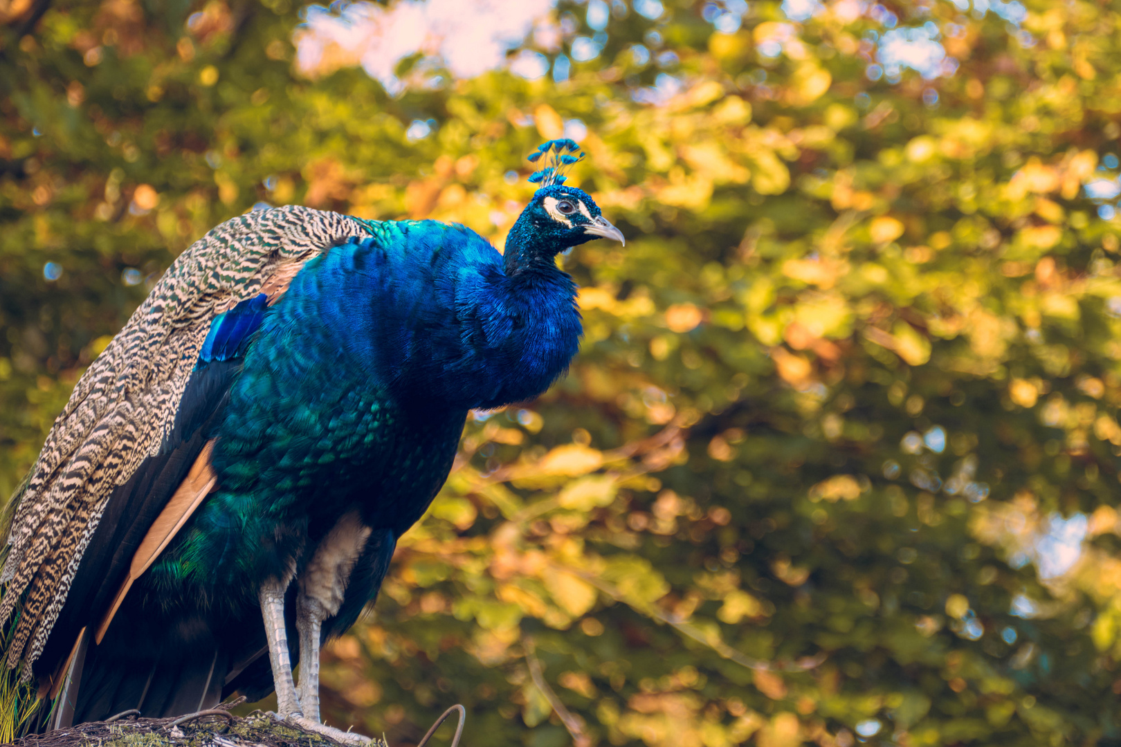 Blauer Pfau im Herbst