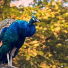 Blauer Pfau im Herbst