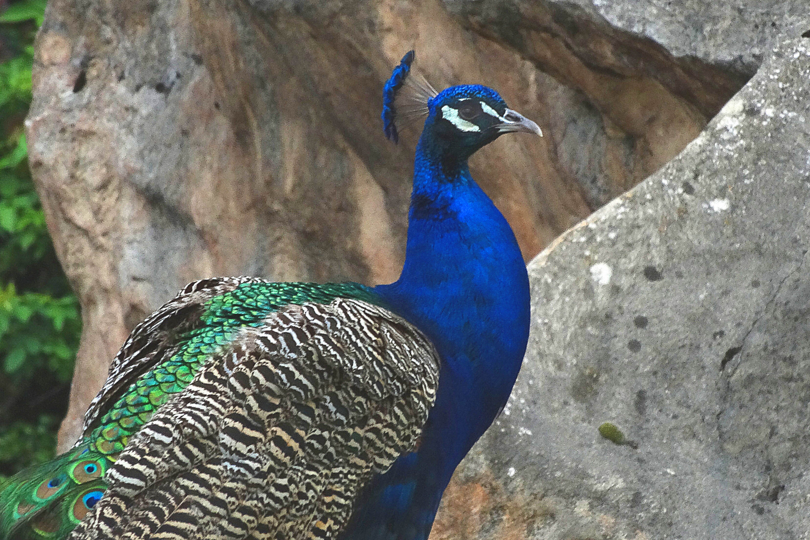 Blauer Pfau im Neuwieder Zoo