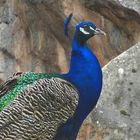 Blauer Pfau im Neuwieder Zoo