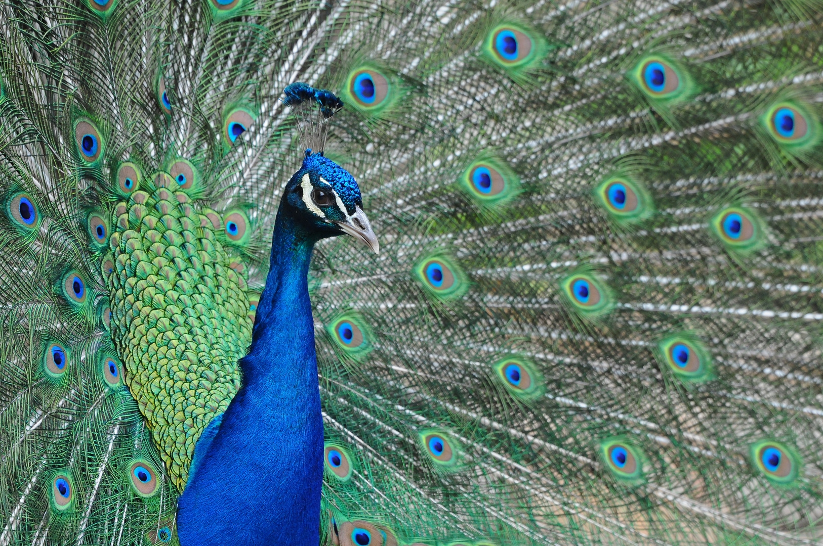 Blauer Pfau im Tiergarten Delitzsch