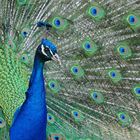 Blauer Pfau im Tiergarten Delitzsch