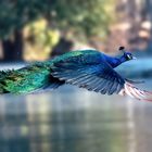 Blauer Pfau (Pavo cristatus )