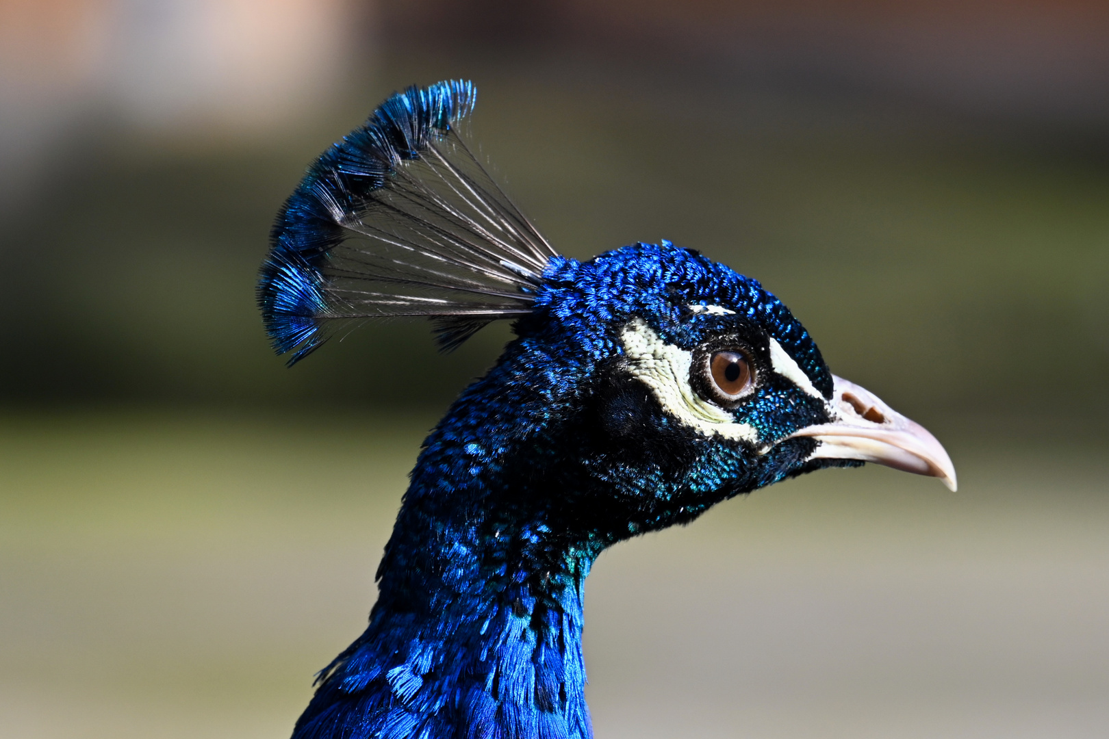 Blauer Pfau (Pavo cristatus) 