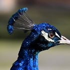 Blauer Pfau (Pavo cristatus) 