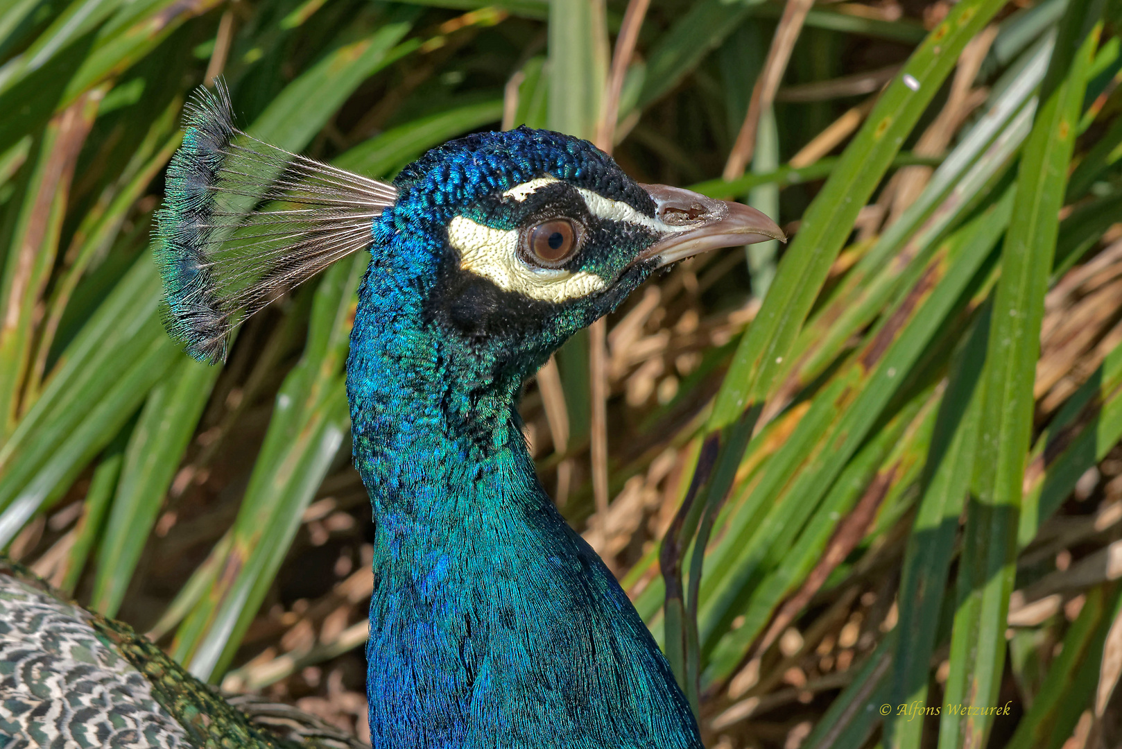 Blauer Pfau (Pavo cristatus)