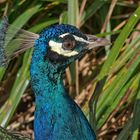 Blauer Pfau (Pavo cristatus)