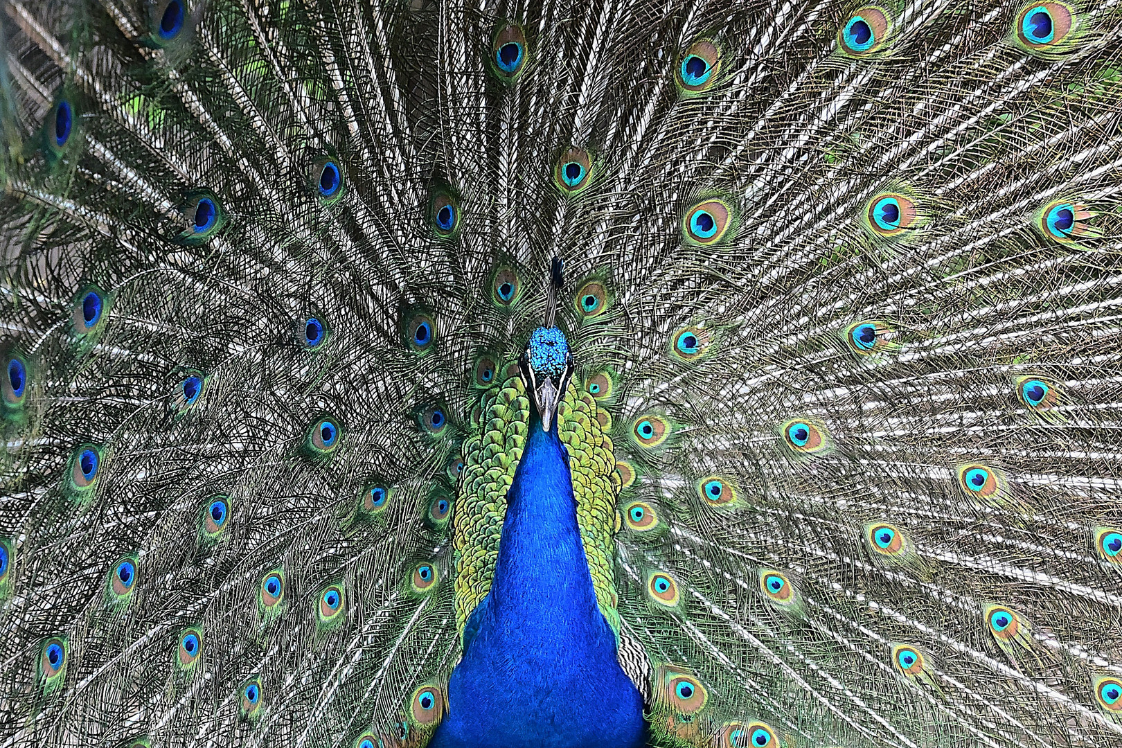 Blauer Pfau (Pavo cristatus)