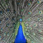 Blauer Pfau (Pavo cristatus)