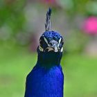 Blauer Pfau (Pavo cristatus)