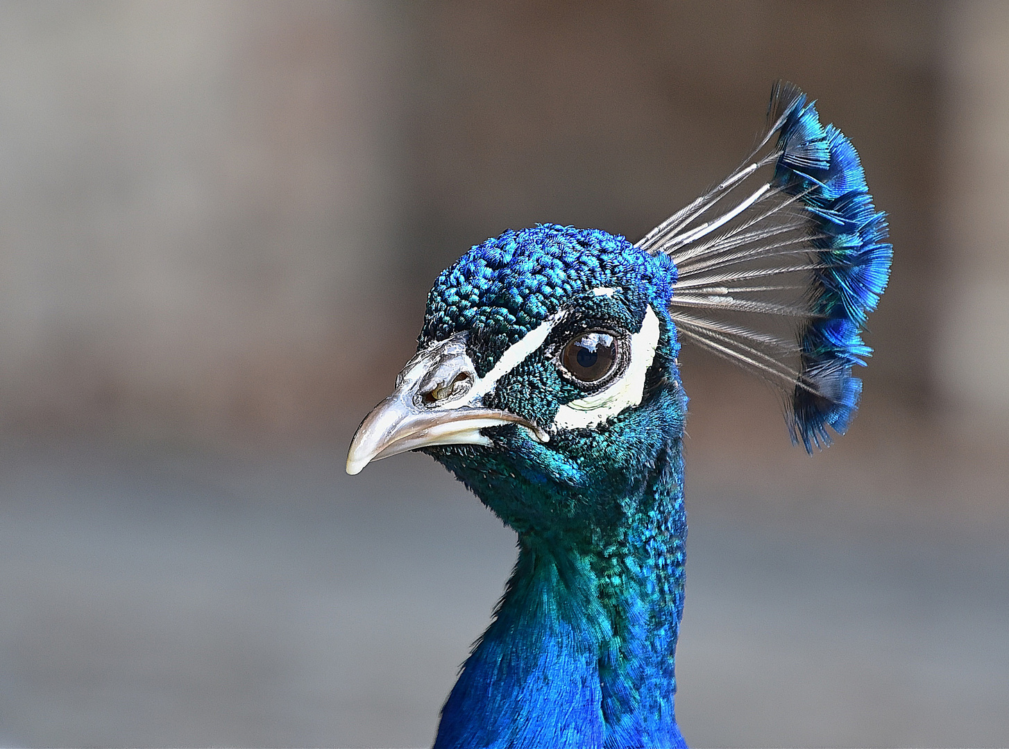 Blauer Pfau (Pavo cristatus)