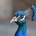 Blauer Pfau (Pavo cristatus)