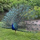 Blauer Pfau (Pavo cristatus)