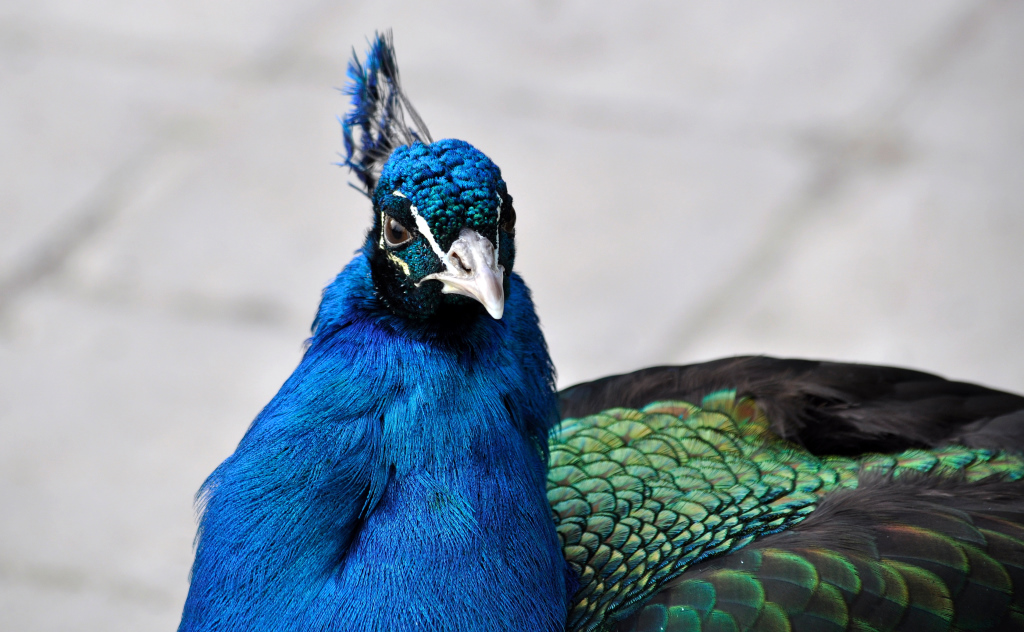 Blauer Pfau ( Pavo cristatus )