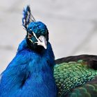 Blauer Pfau ( Pavo cristatus )