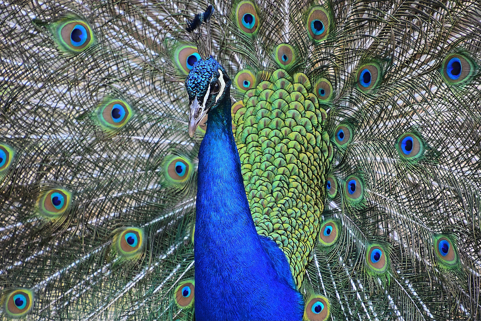 Blauer Pfau (Pavo cristatus)