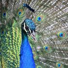 Blauer Pfau (Pavo cristatus)