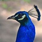 Blauer Pfau (Pavo cristatus)