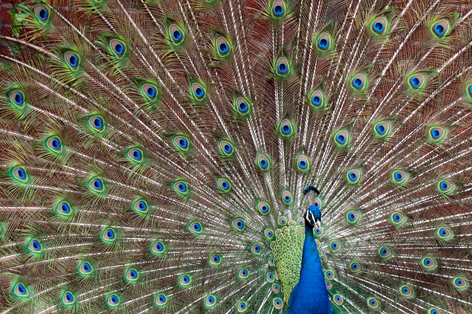 Blauer Pfau (Pavo cristatus)