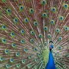 Blauer Pfau (Pavo cristatus)