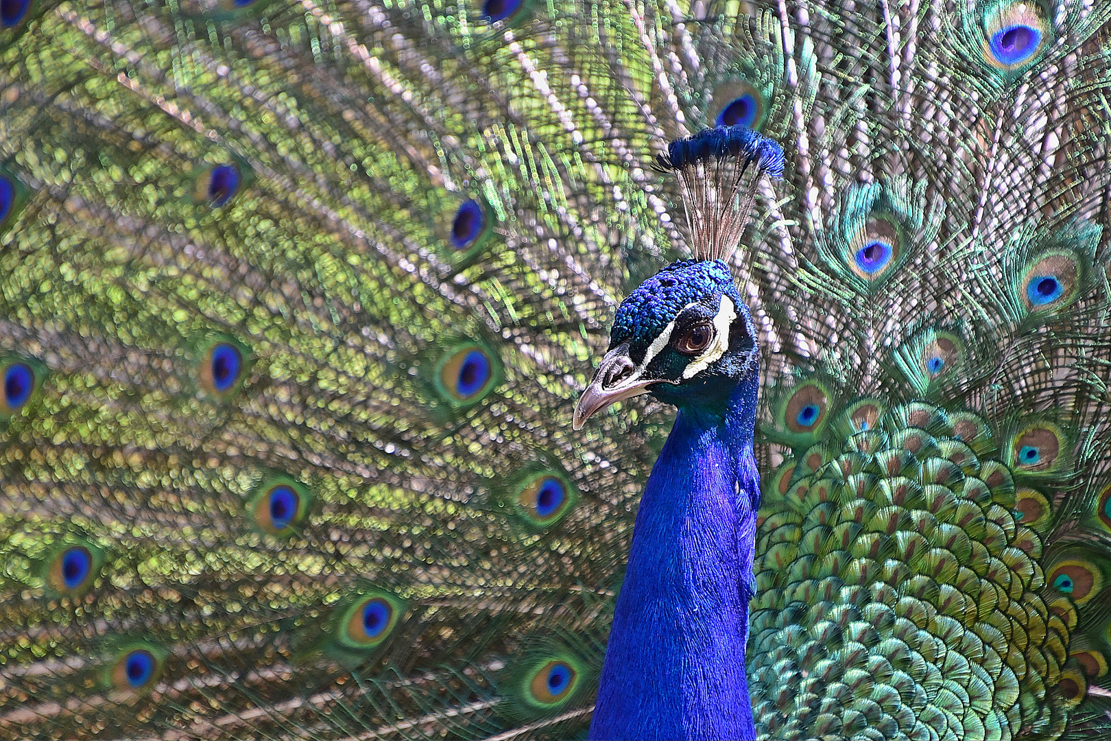 Blauer Pfau (Pavo cristatus)