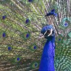 Blauer Pfau (Pavo cristatus)