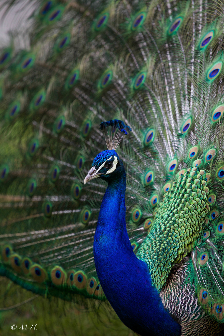 Blauer Pfau (Pavo cristatus)