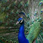 Blauer Pfau (Pavo cristatus)