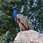 Blauer Pfau (Pavo cristatus)