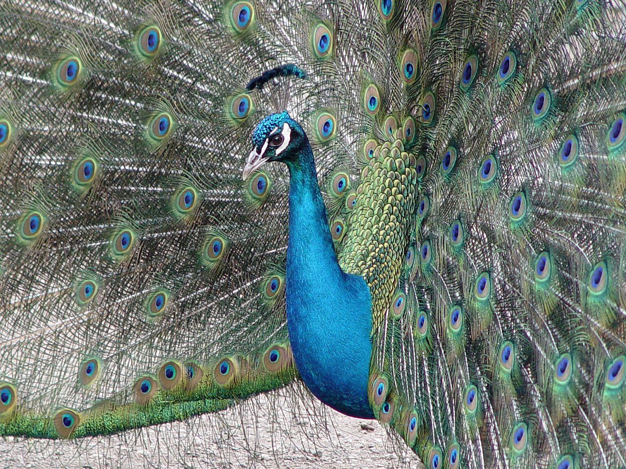 Blauer Pfau (Pavo cristatus), Pfauenhahn