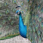 Blauer Pfau (Pavo cristatus), Pfauenhahn