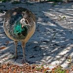 Blauer Pfau - Peacock (Pavo cristatus), Weibchen