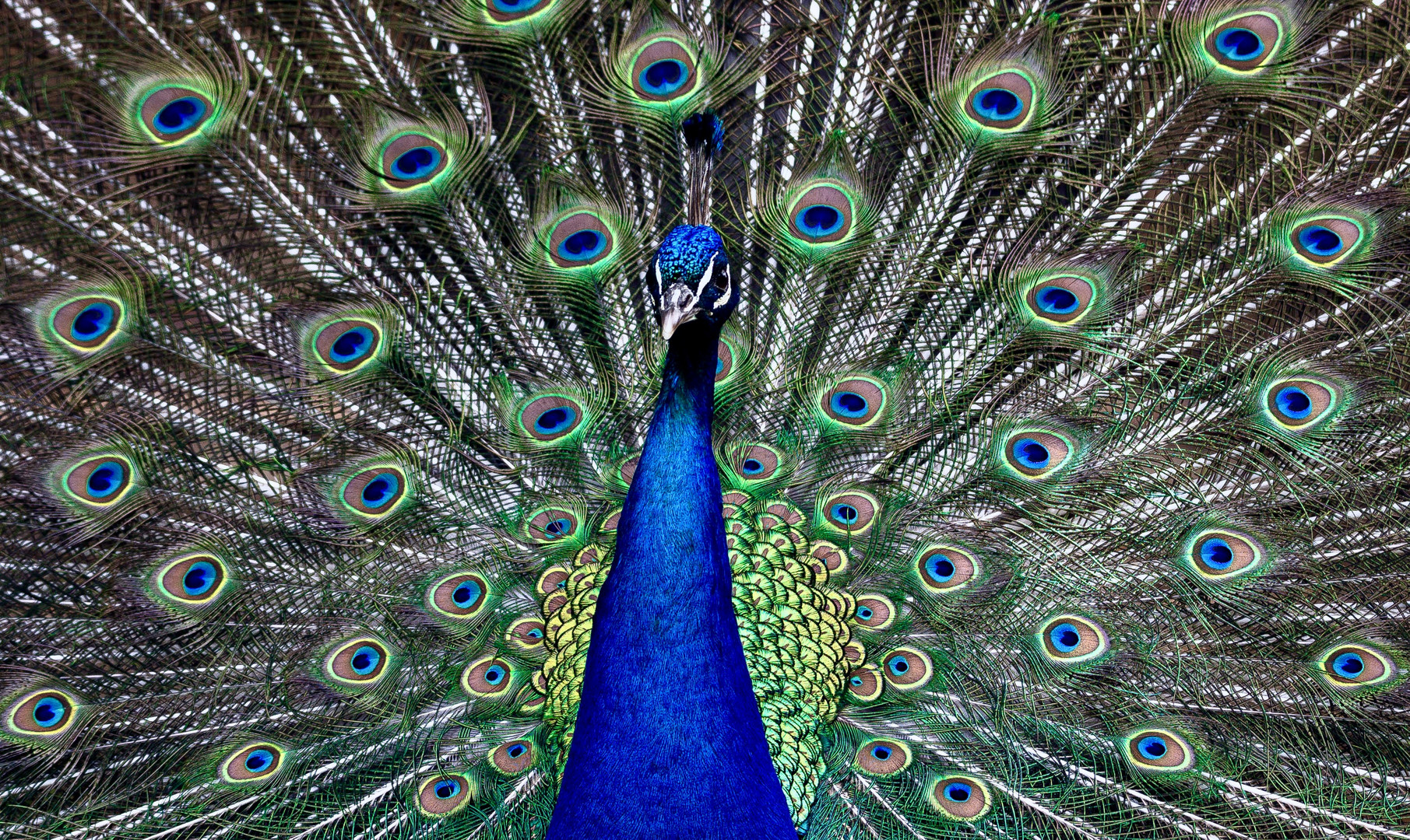 Blauer Pfau Portrait