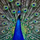 Blauer Pfau Portrait