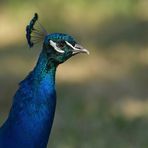 Blauer Pfau: Portrait im Abendlicht 01