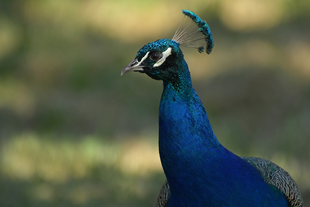 Blauer Pfau: Portrait im Abendlicht 02