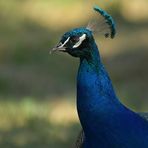 Blauer Pfau: Portrait im Abendlicht 02