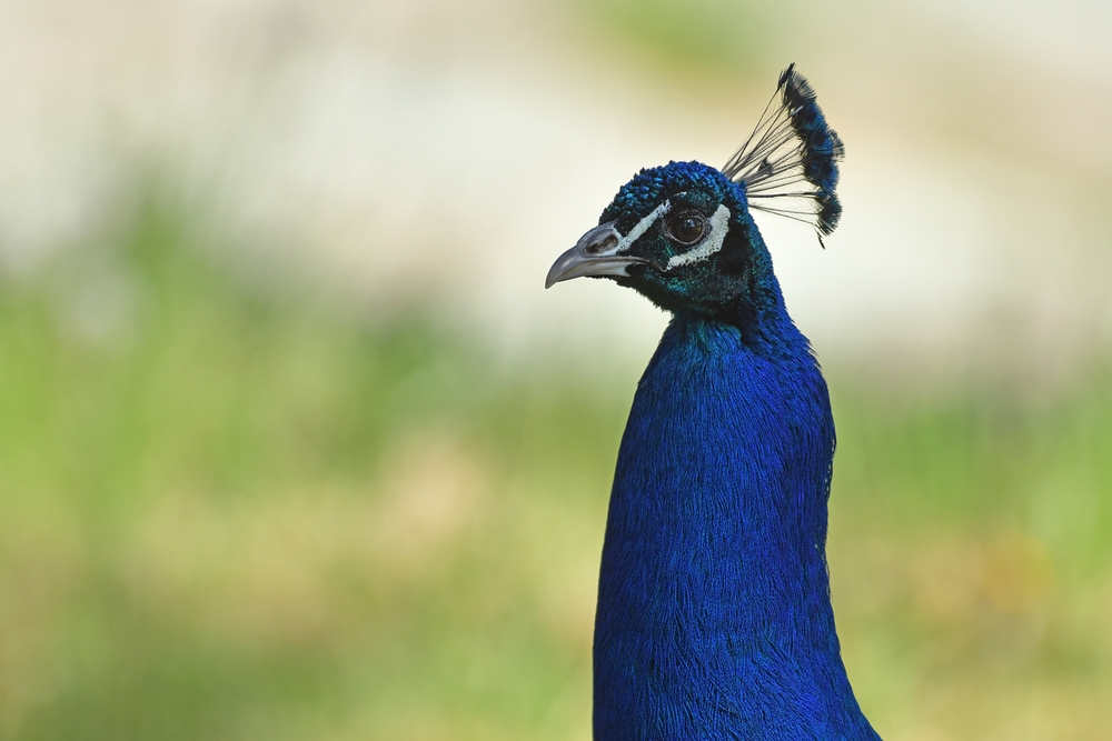 Blauer Pfau: Portrait im Abendlicht 03