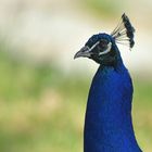 Blauer Pfau: Portrait im Abendlicht 03